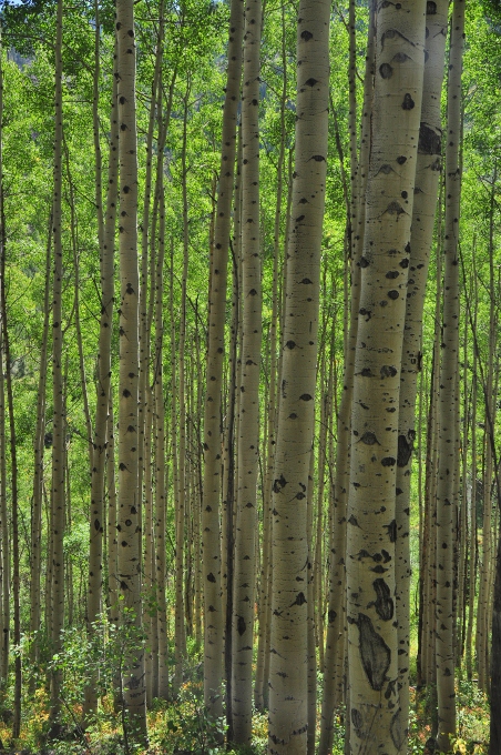 a thick stand of Aspens, Colorado